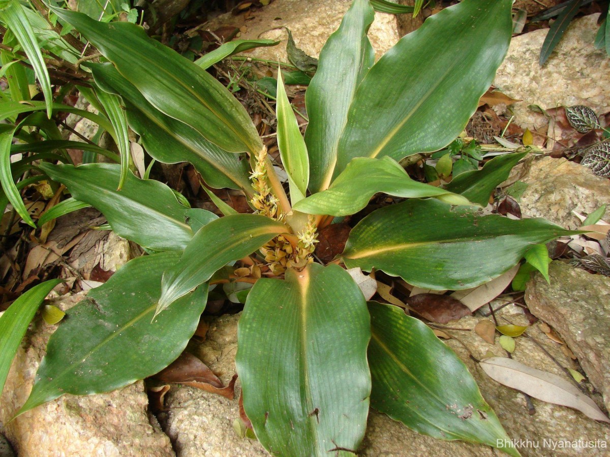 Chlorophytum orchidastrum Lindl.